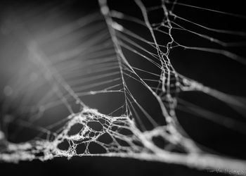 Close-up of water drops on spider web