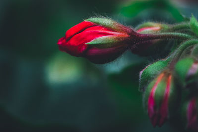 Close-up of red flower