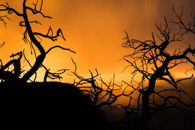 Silhouette bare tree against orange sky