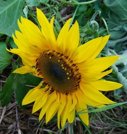 Macro shot of sunflower