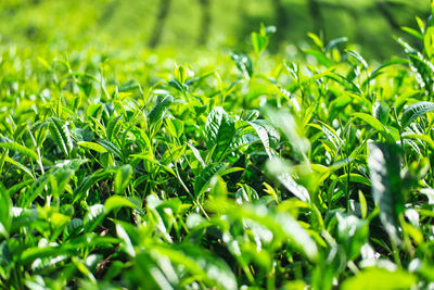 Full frame shot of green tea bud and fresh leaves. this is green plantation of sumatra black tea 