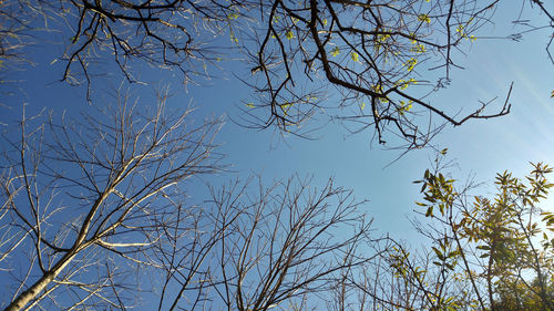 Low angle view of tree against clear sky