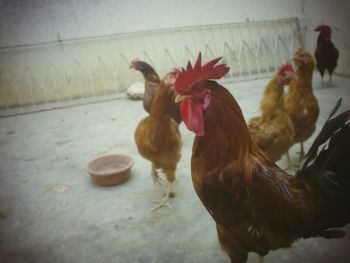 Close-up of rooster
