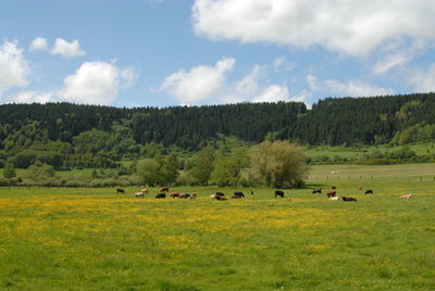 Cows grazing on field against sky