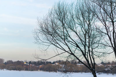 Bare tree against sky during winter