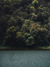 Scenic view of river in forest