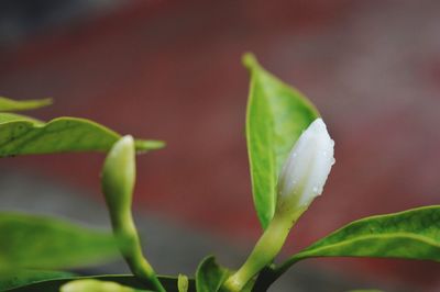 Close-up of rose plant