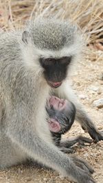 Close-up portrait of a monkey