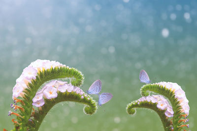 Close-up of flowers against blurred background
