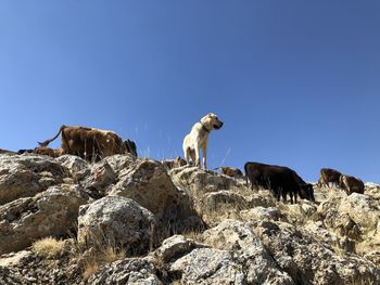 Low angle view of animal on rock against clear blue sky