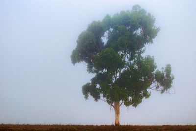 Trees on field against clear sky