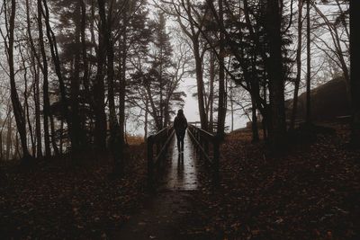Rear view of man walking on road amidst trees in forest