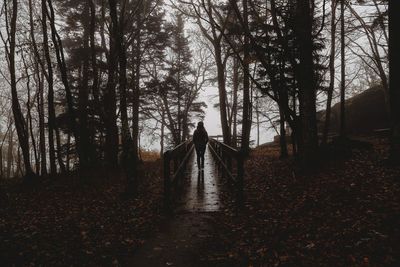 Rear view of man walking on road amidst trees in forest