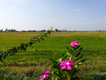 Pink flowering plants on field against sky