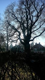 Low angle view of silhouette tree against sky