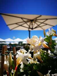 Close-up of flowers blooming against blue sky