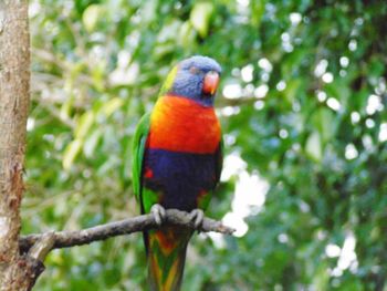 Close-up of parrot perching on branch