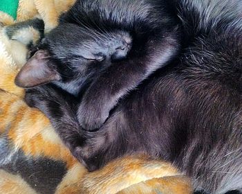 Close-up of black cat relaxing on floor