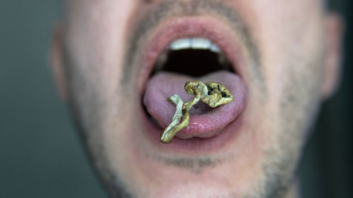 Close-up of man eating plant