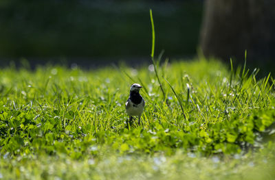 Bird perching on grass