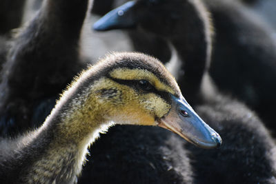 Close-up of a bird