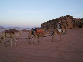 Camel on desert