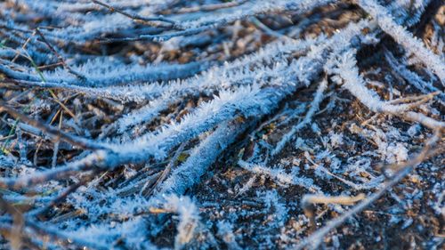 High angle view of frozen plants