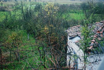 Plants growing in field