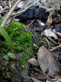 Close-up of plants