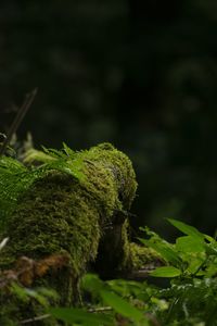 Close-up of plant