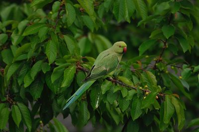 Close-up of bird perching on a plant