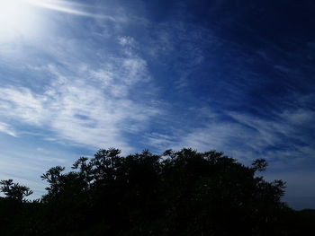 Low angle view of trees against blue sky