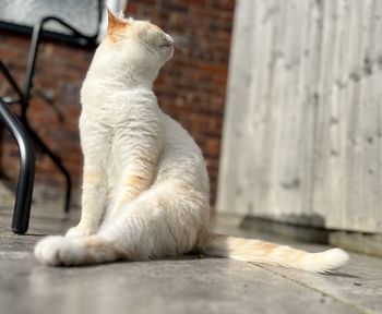 cat