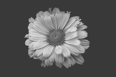 Close-up of daisy flower against black background