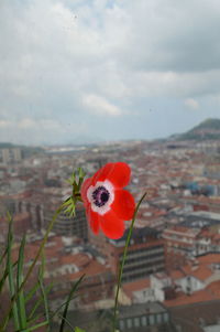 Close-up of red flowers against blurred background