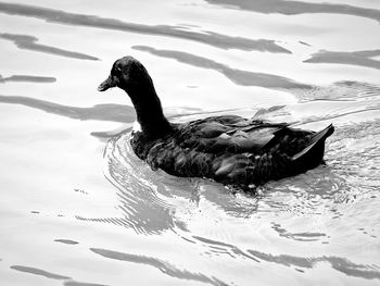 High angle view of duck swimming in lake