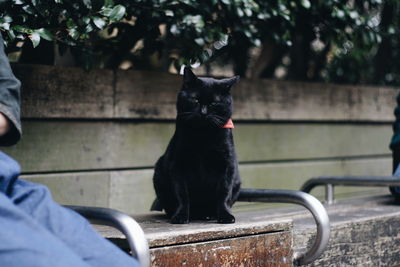 Black cat sitting on seat