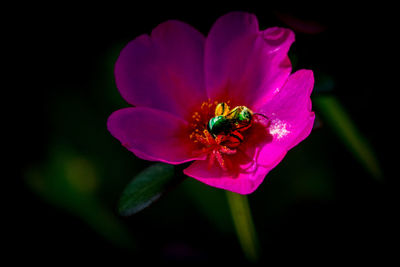 Close-up of insect on pink flower