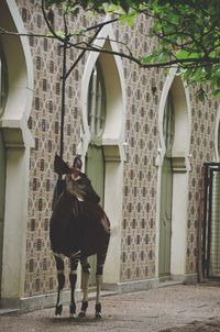 Okapi by building at zoo