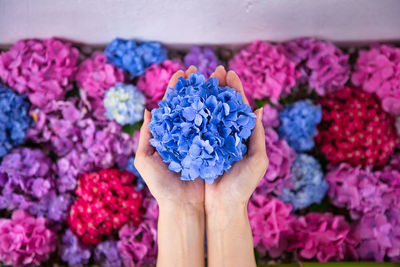 Close-up of hand holding purple hydrangea flowers