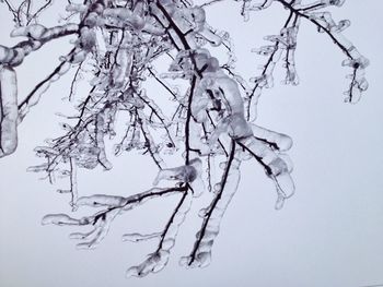 Bare tree branches against the sky