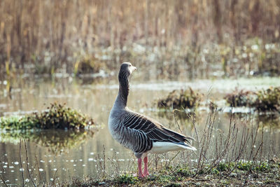 Bird standing on lakeshore