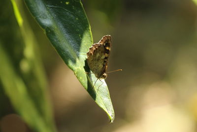 Close-up of insect on plant