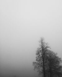 Trees in foggy weather