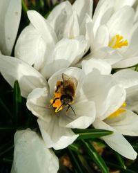 Close-up of insect on flower