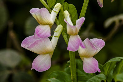 Close-up of pink flowering plant