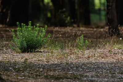 Close-up of plants growing on field