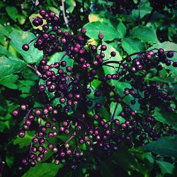 Close-up of plant growing on tree