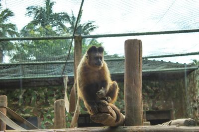 Monkey sitting on tree in zoo