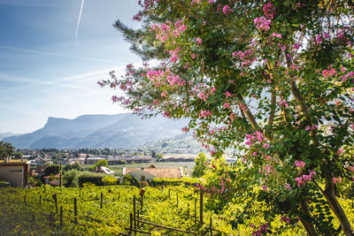 Scenic view of flowering plants against sky